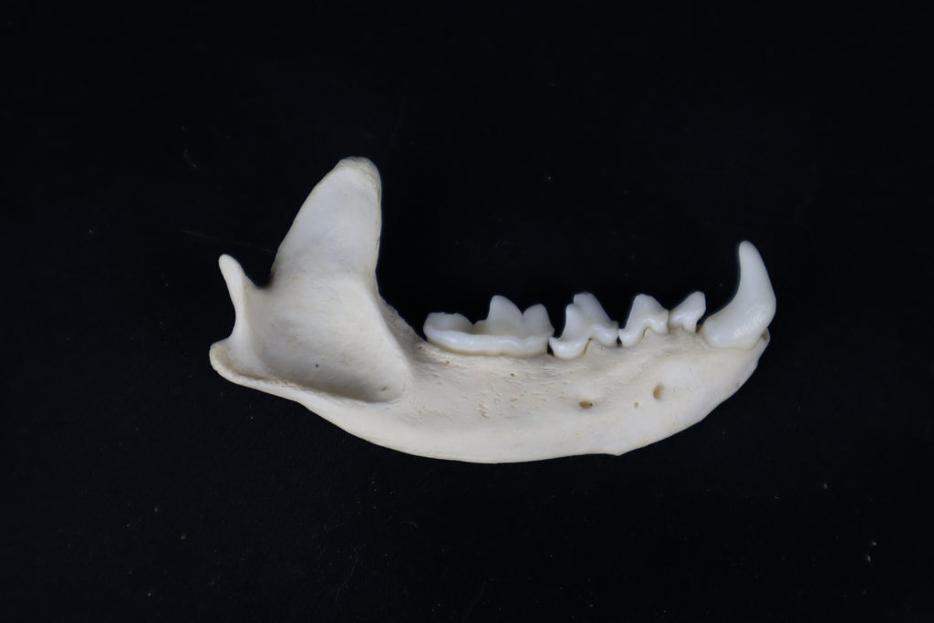 Craft River Otter Mandible