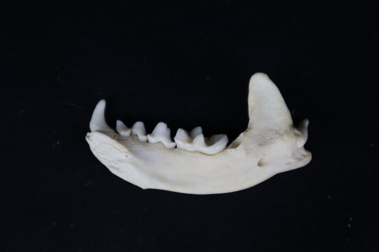 Craft River Otter Mandible