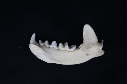 Craft River Otter Mandible