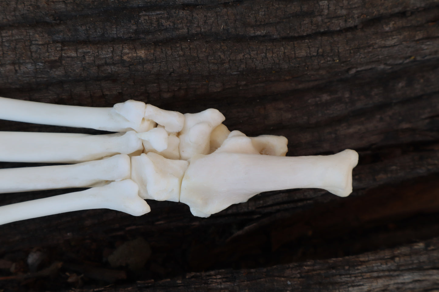 Bobcat Paw Articulation