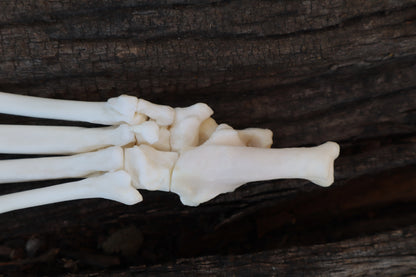 Bobcat Paw Articulation