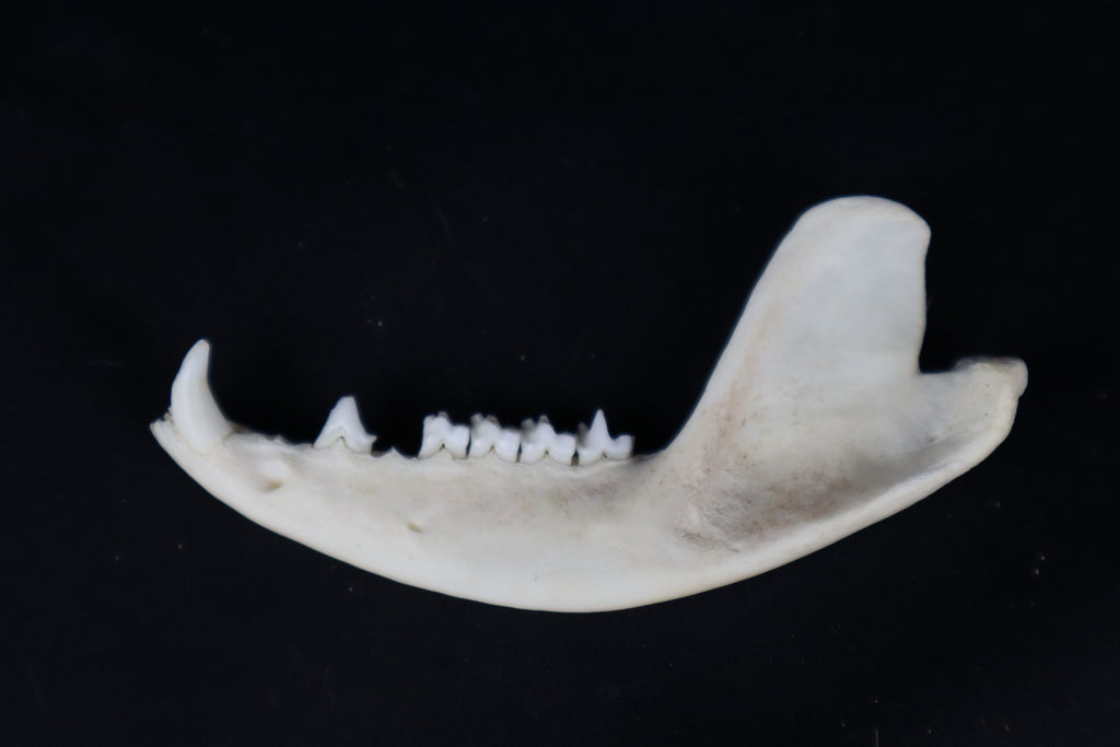 Craft Opossum Mandible