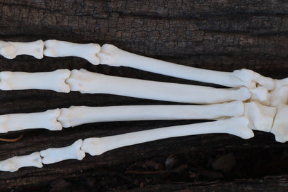 Bobcat Paw Articulation