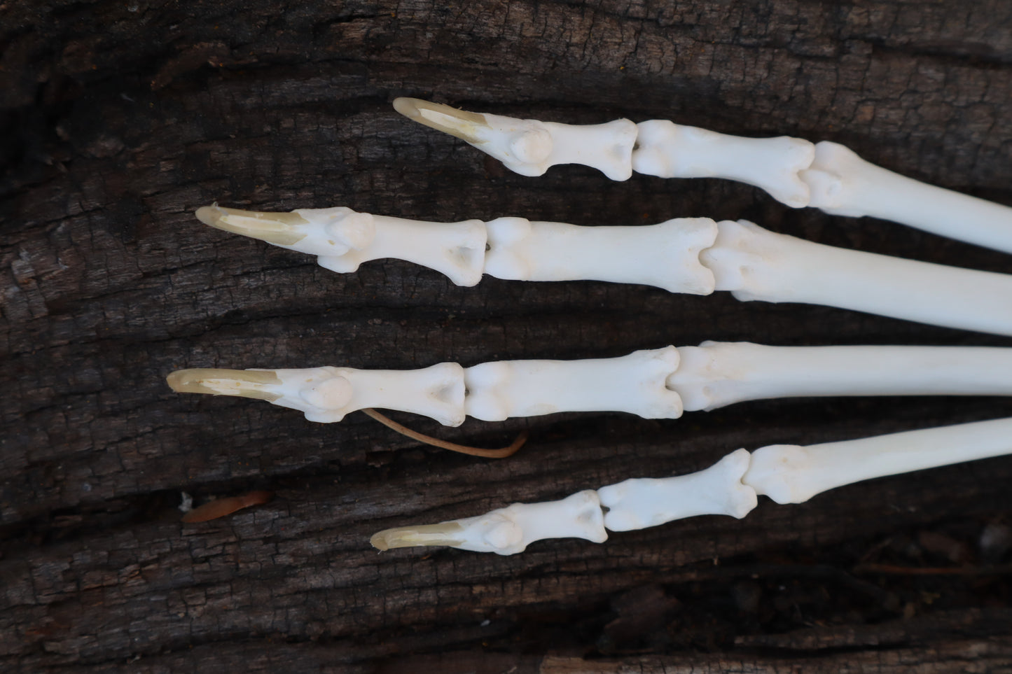 Bobcat Paw Articulation