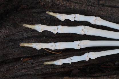 Bobcat Paw Articulation