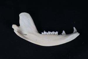 Craft Opossum Mandible