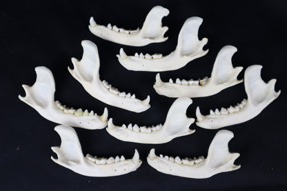 Craft Raccoon Mandible