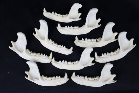 Craft Raccoon Mandible