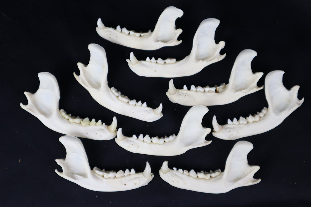 Craft Raccoon Mandible