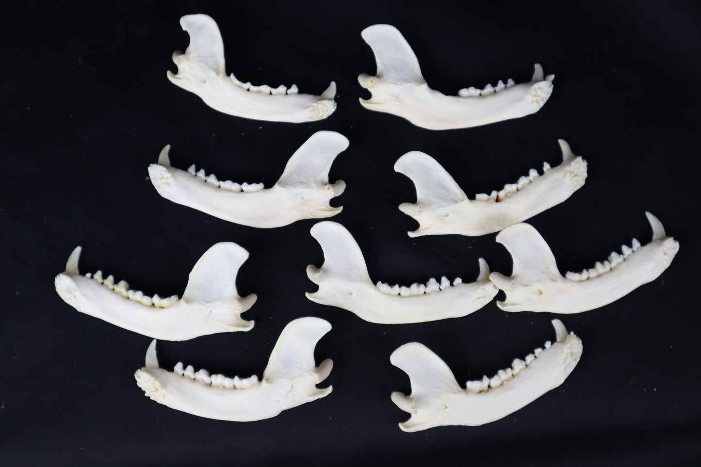 Craft Raccoon Mandible