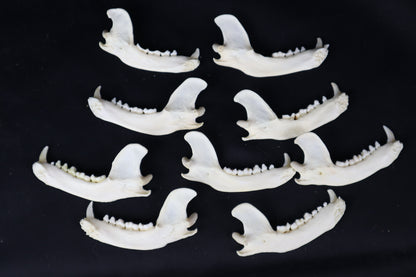 Craft Raccoon Mandible