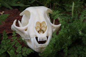 Bobcat Skull