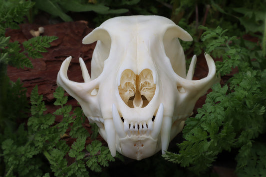 Bobcat Skull