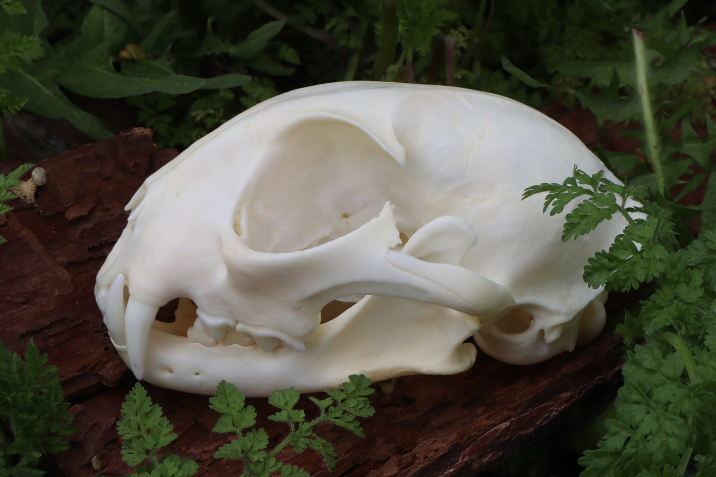 Bobcat Skull