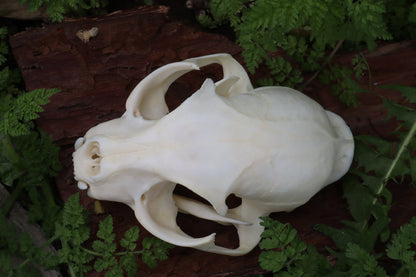Bobcat Skull