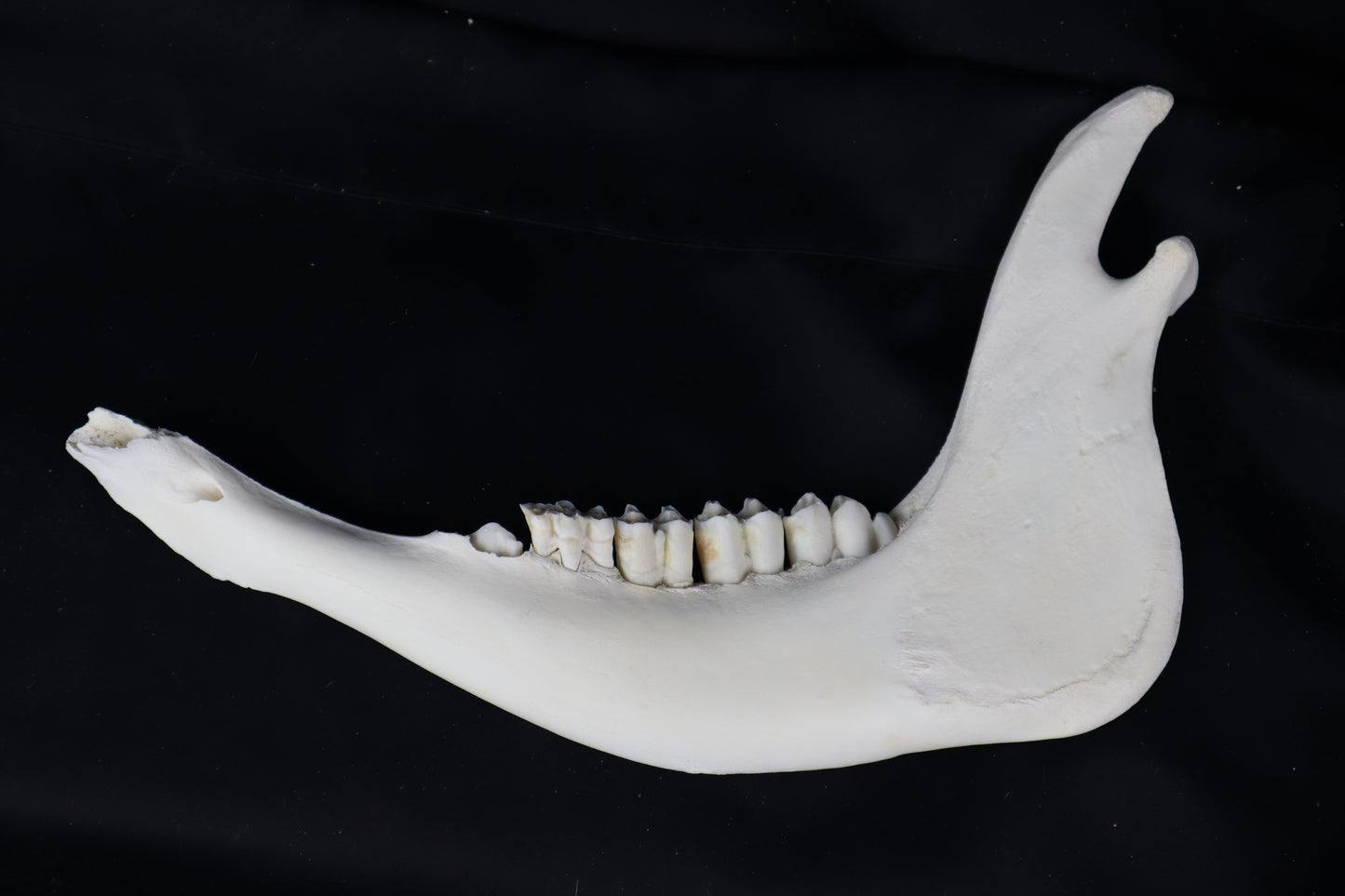 Craft Steer Mandible