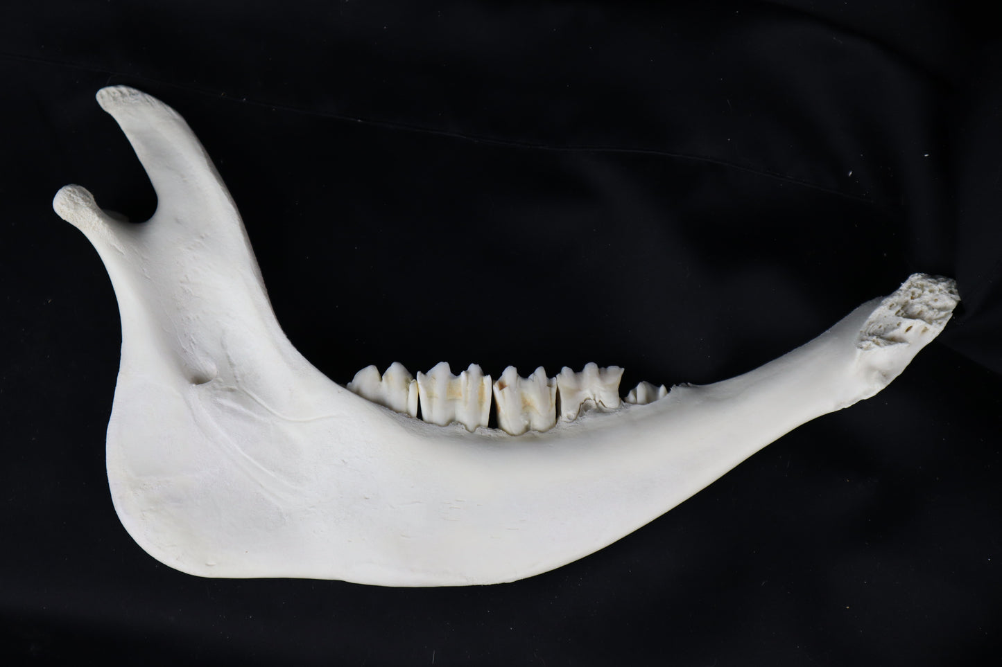 Craft Steer Mandible