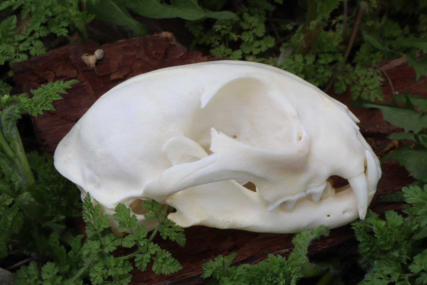 Bobcat Skull