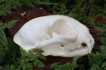 Bobcat Skull