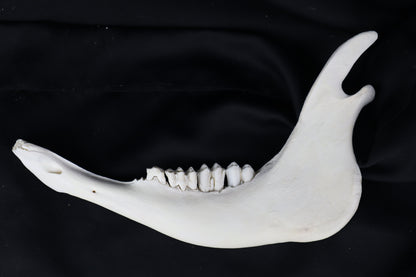 Craft Steer Mandible