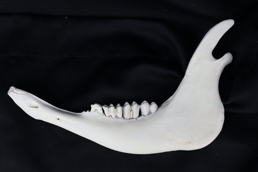 Craft Steer Mandible