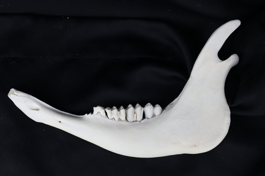 Craft Steer Mandible