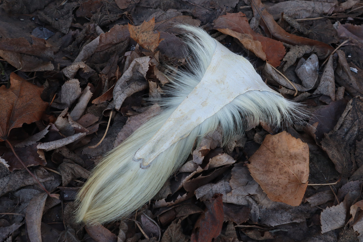 Boer Goat Tail