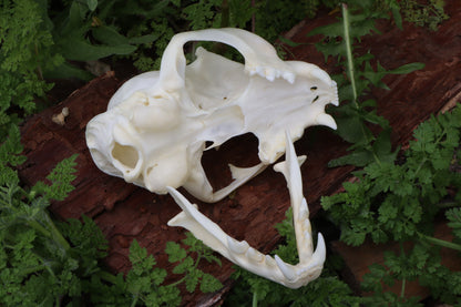 Bobcat Skull