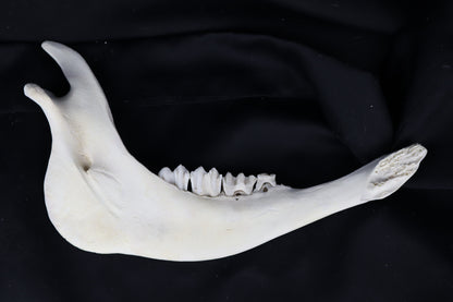 Craft Steer Mandible