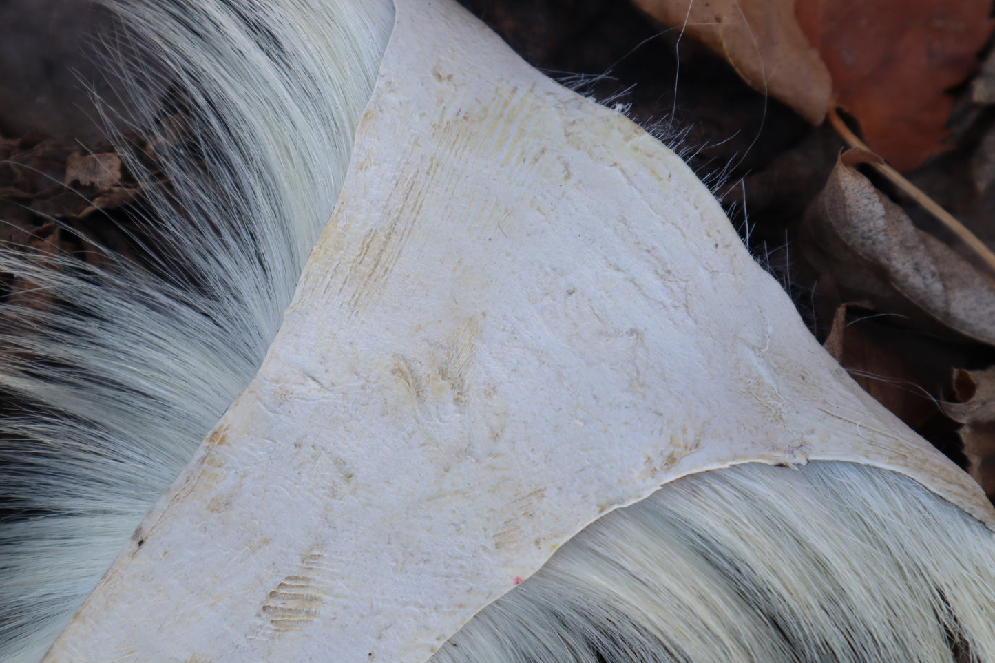 Boer Goat Tail