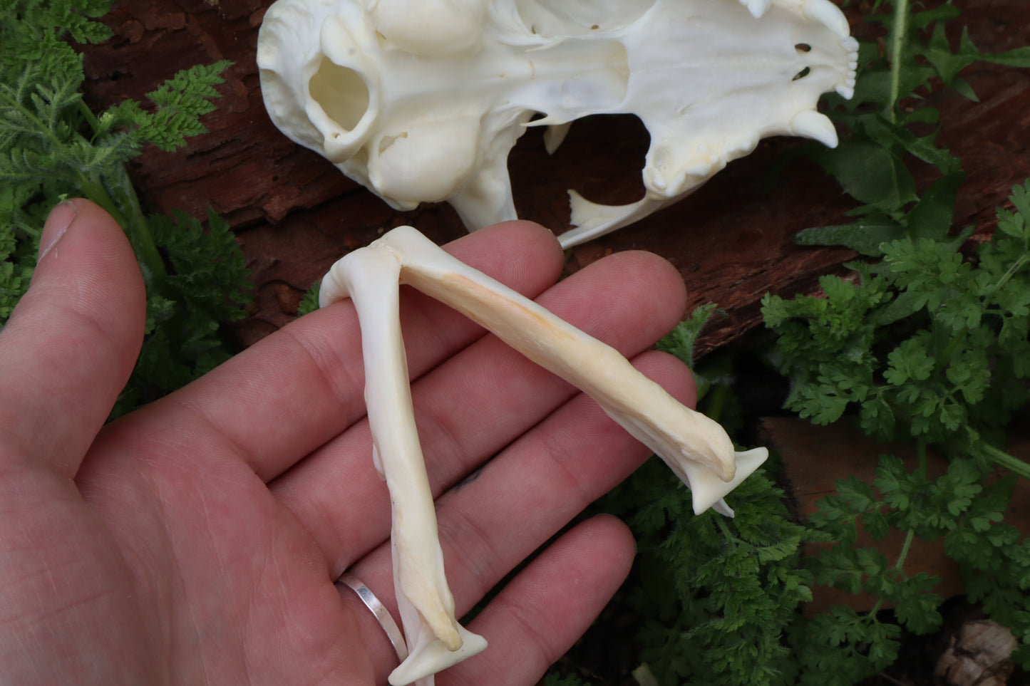 Bobcat Skull