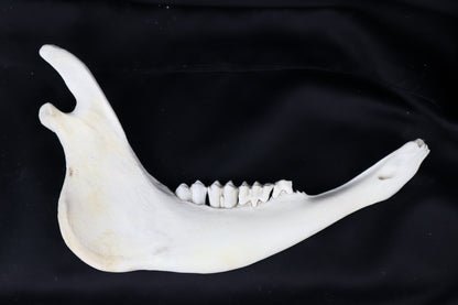 Craft Steer Mandible