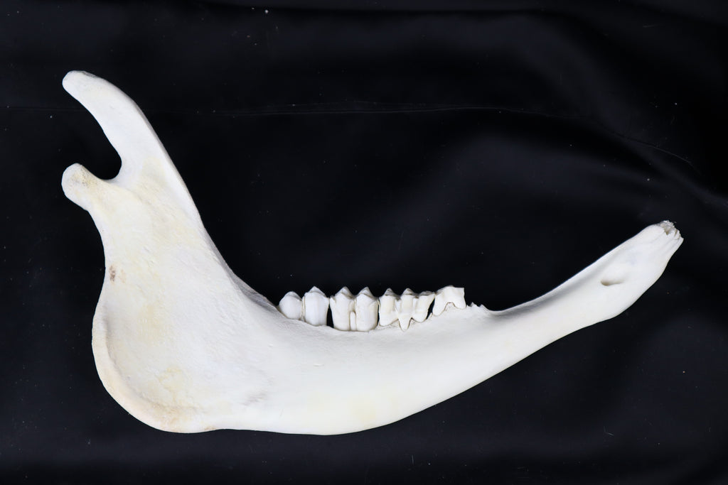 Craft Steer Mandible