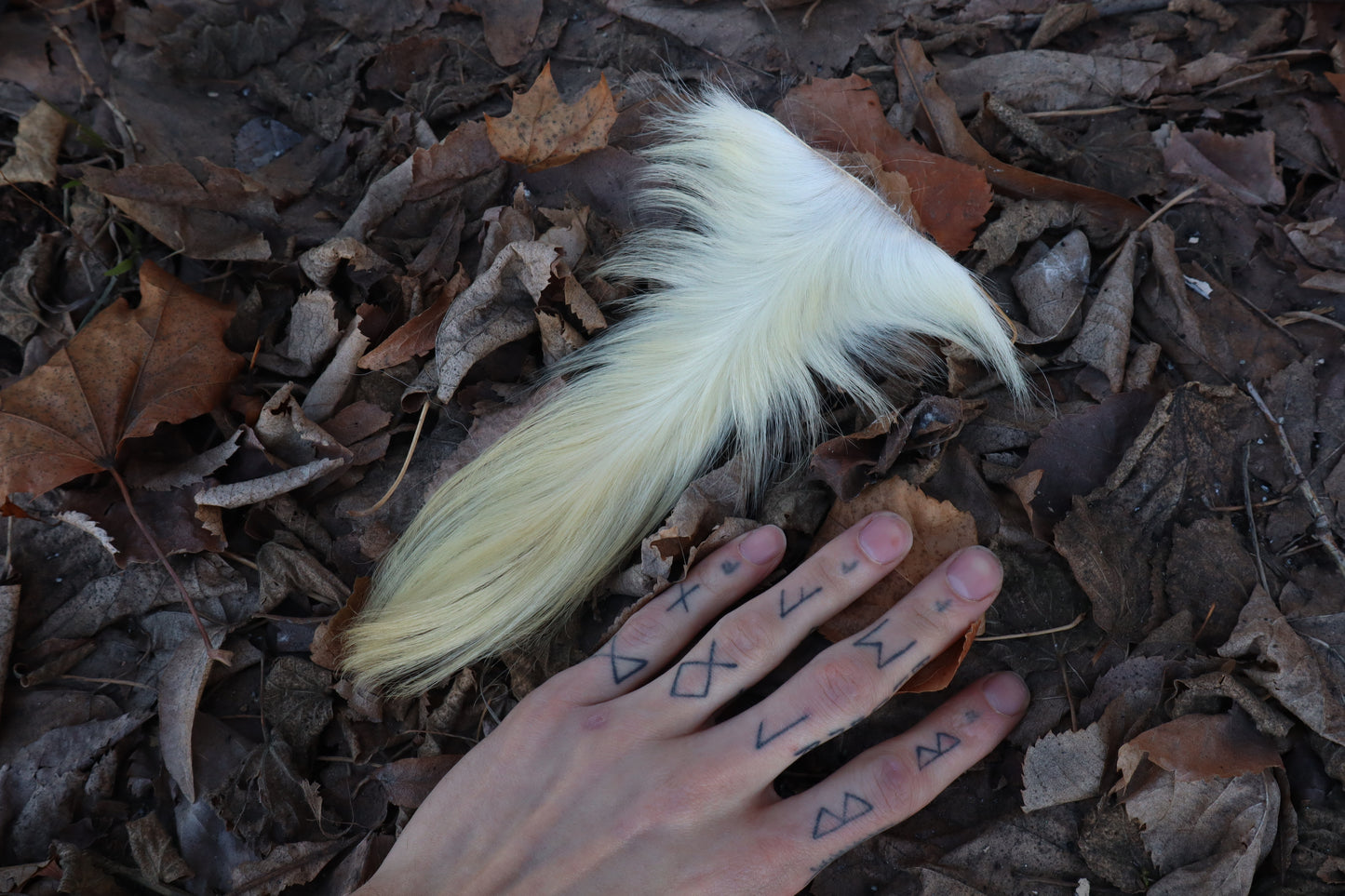 Boer Goat Tail