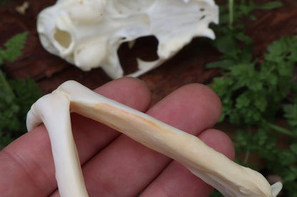 Bobcat Skull