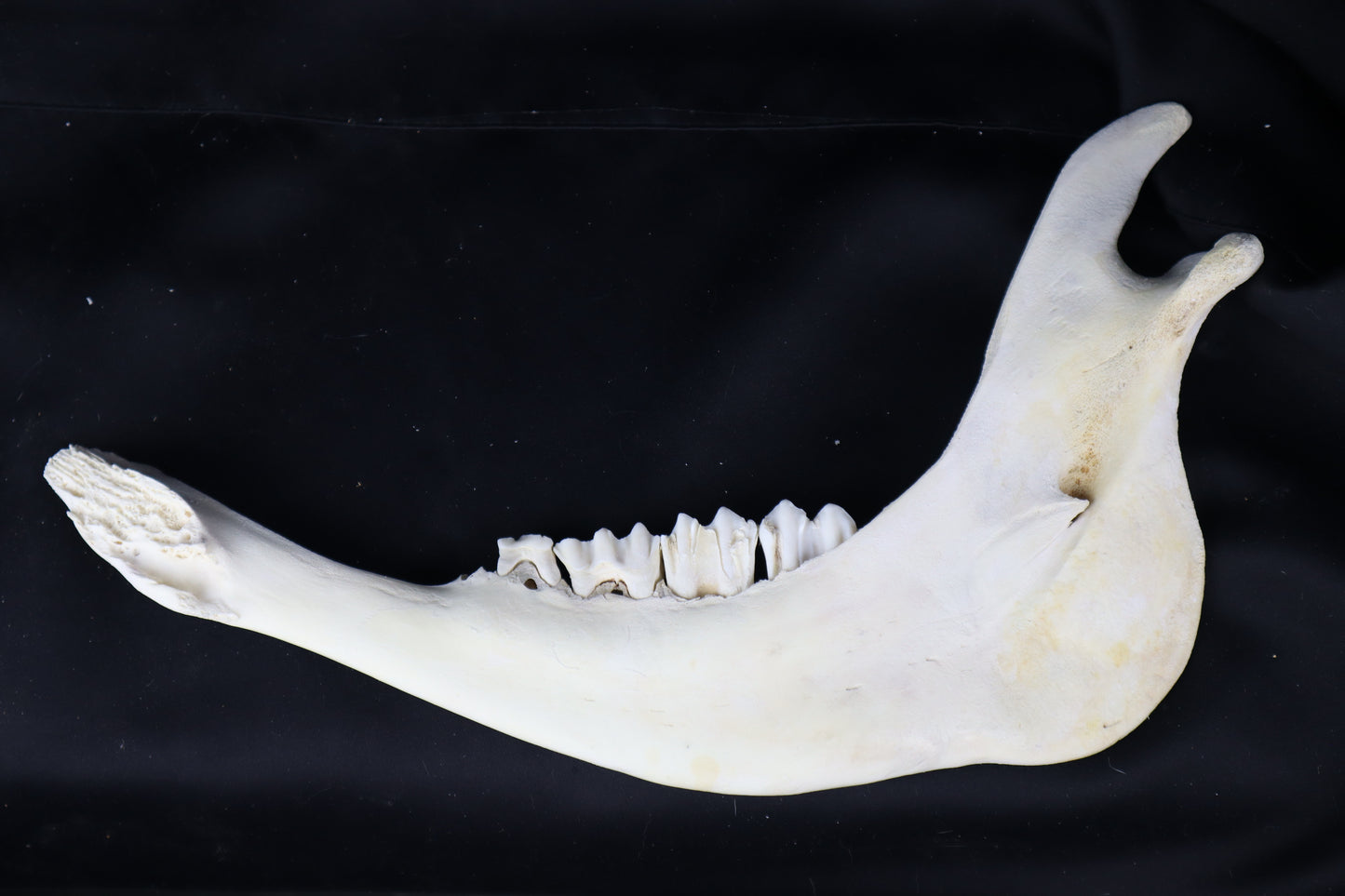 Craft Steer Mandible