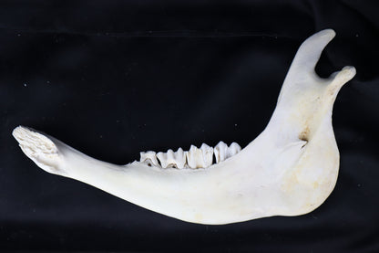 Craft Steer Mandible