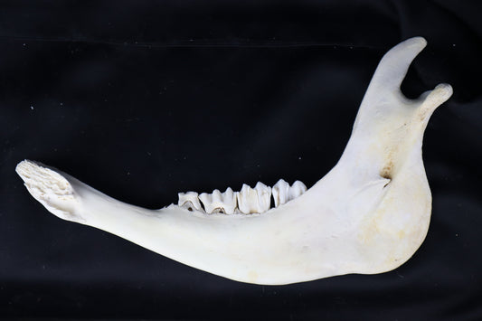 Craft Steer Mandible