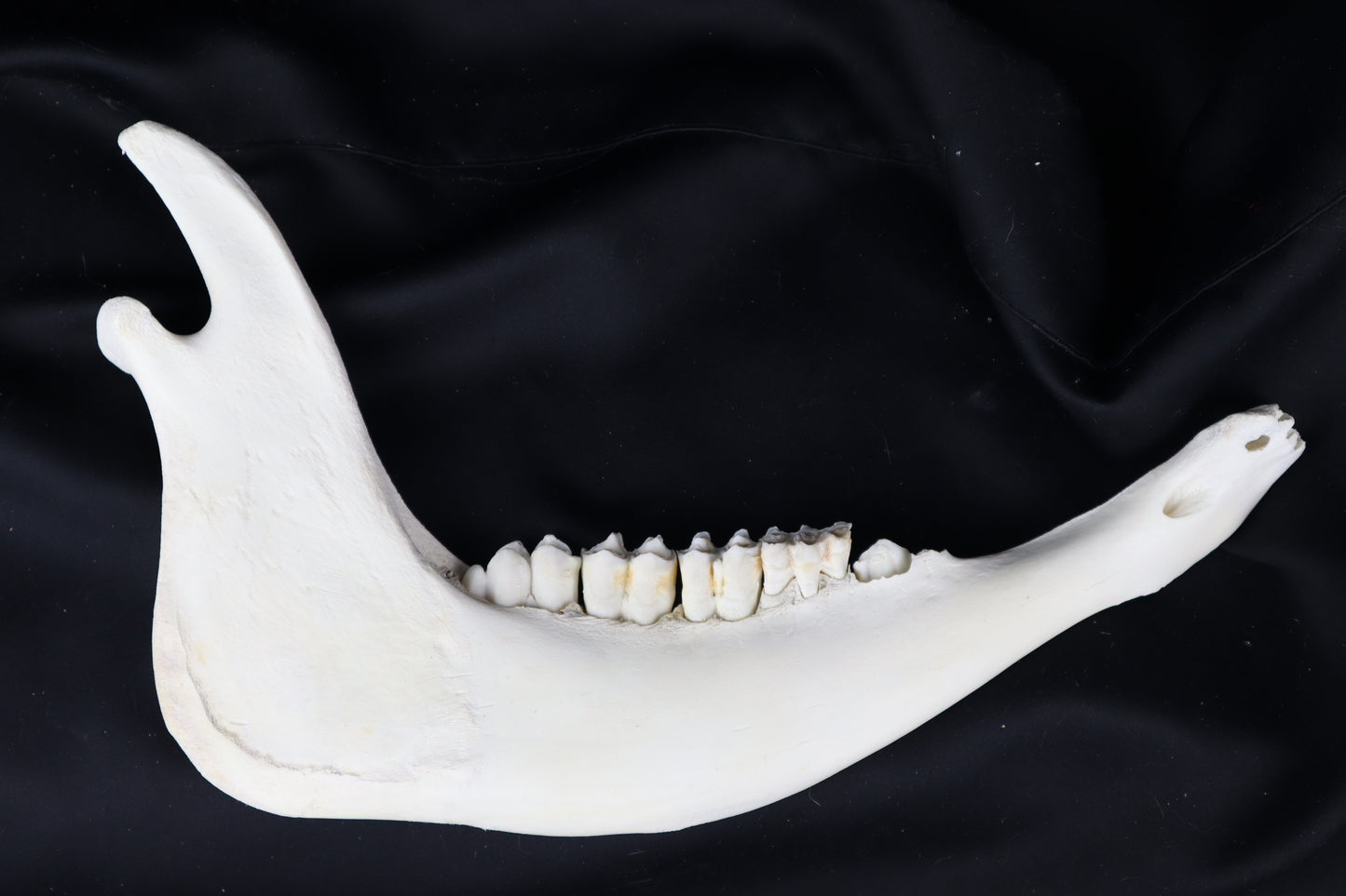 Craft Steer Mandible