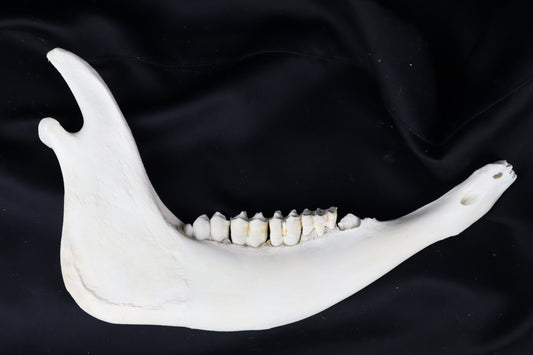 Craft Steer Mandible