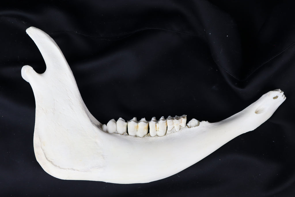 Craft Steer Mandible