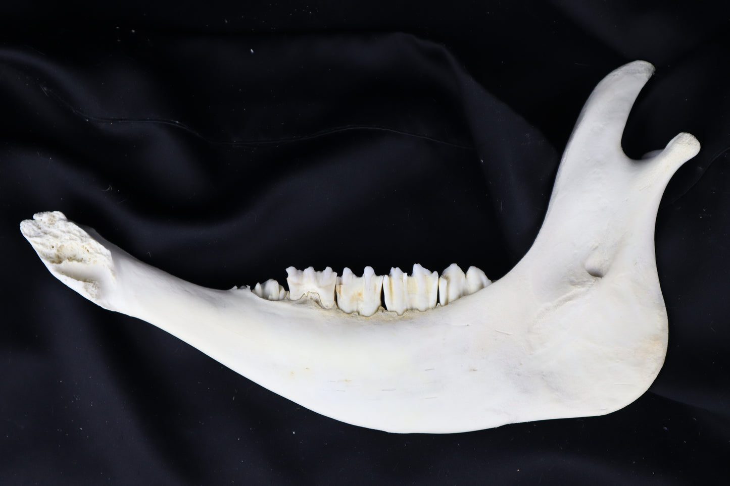 Craft Steer Mandible