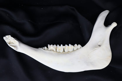 Craft Steer Mandible