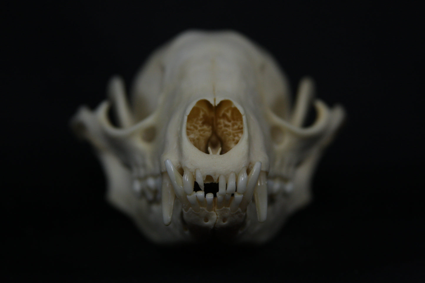 Raccoon Skull