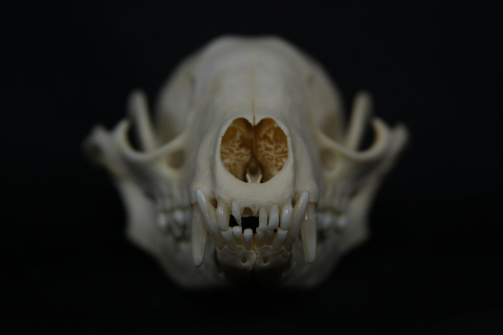 Raccoon Skull
