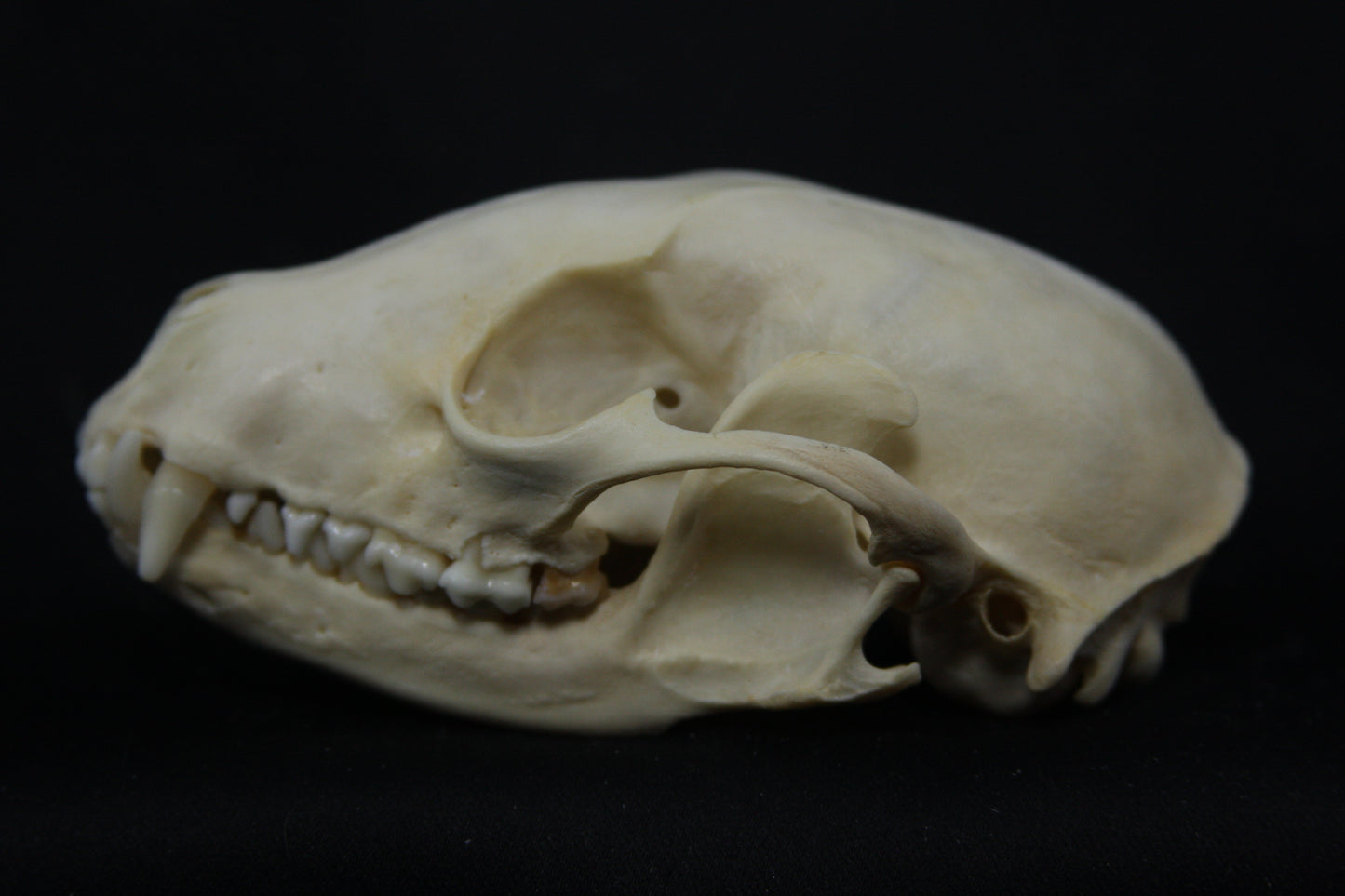 Raccoon Skull