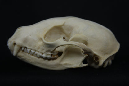 Raccoon Skull