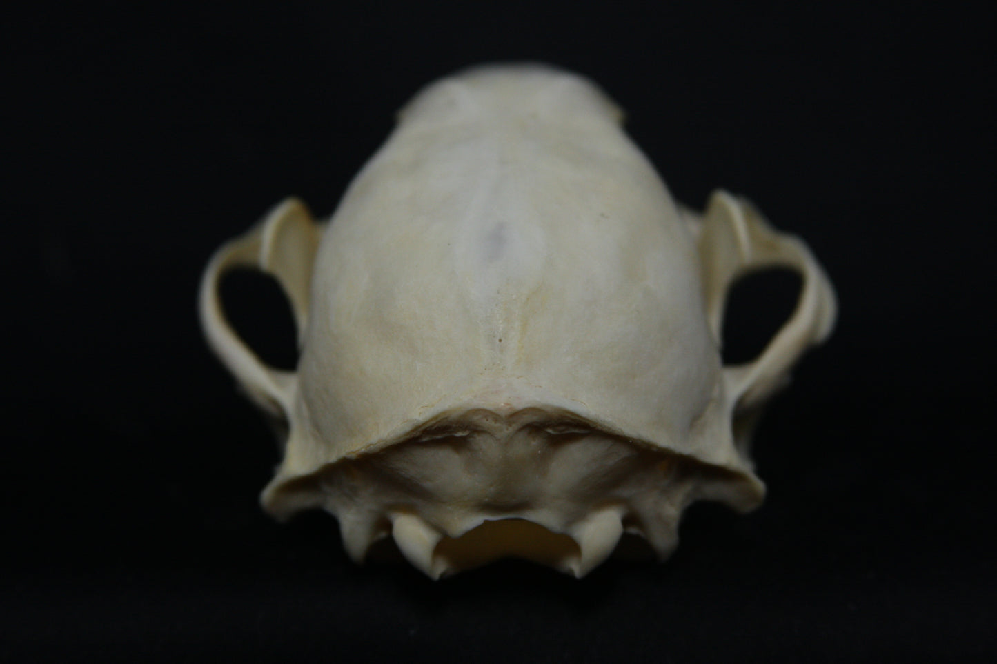 Raccoon Skull