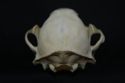 Raccoon Skull