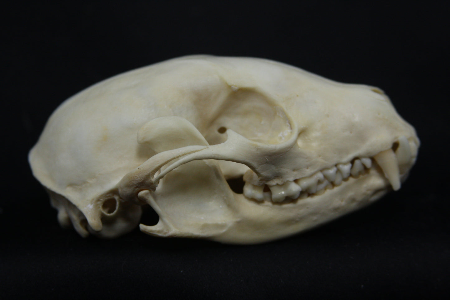 Raccoon Skull